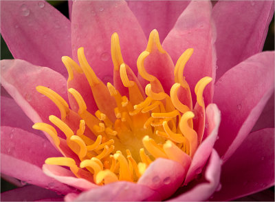 Pink Water Lily Closeup