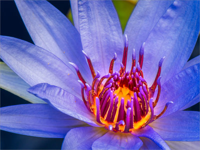 Blue Water Lily Closeup 2