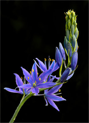 Camas Lily 1 5-4-16