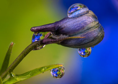 Rain Drops Reflections