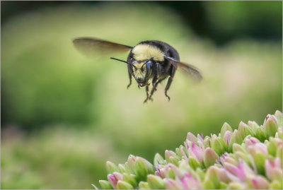 Bumble Bee Coming for You