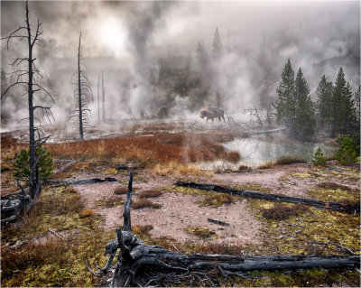 Artists Paintpots with Bison