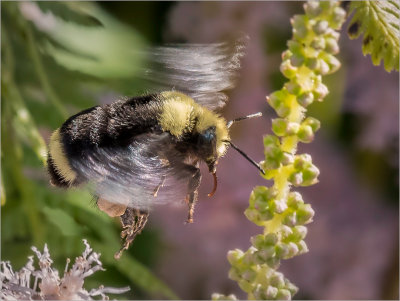 Bumblebee in Flight 2