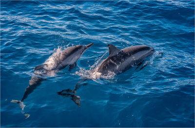 Spinner Dolphin Pair