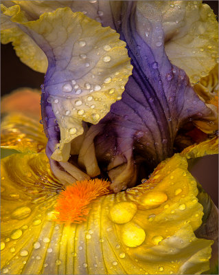 Colorful Iris Beard