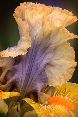 Iris 5 17 1-Edit
