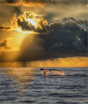 Stormy Whale Tail