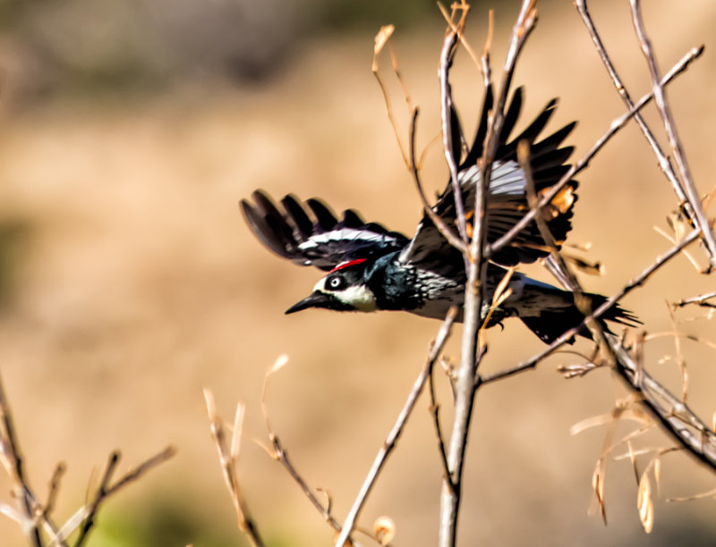 On the Wing