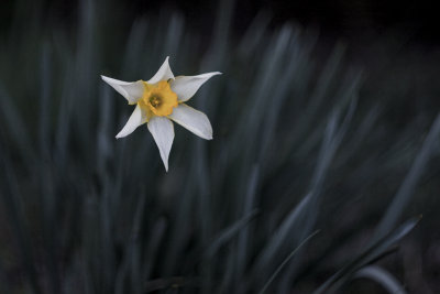 Floating Flower