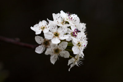 Pyrus Calleryana