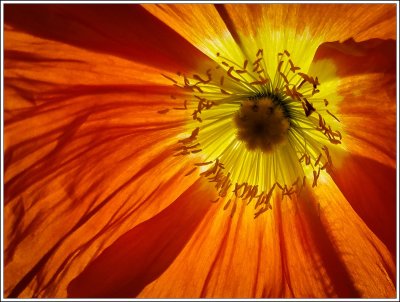 A Touch of Orange and Yellow