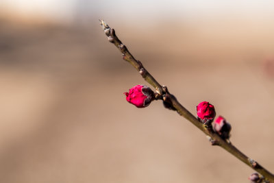 Springtime Buds