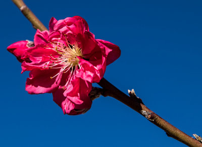 Spring Blossum