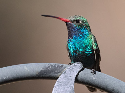 A Colorful Hummer