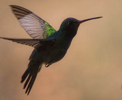 A Hummer's Touch of Green
