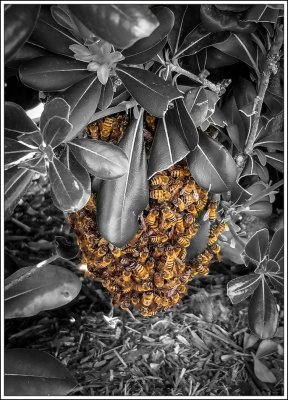 Bees