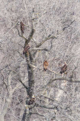 Bald Eagles