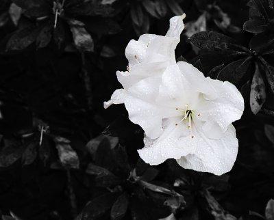 Morning Glory