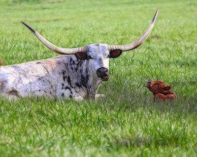Longhorns 