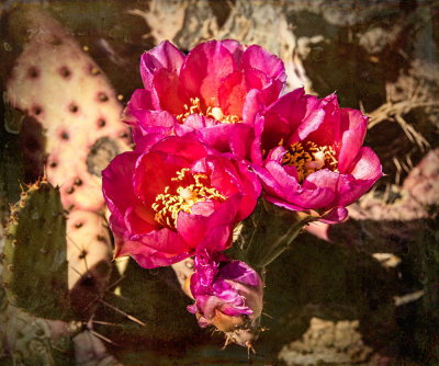 Cactus Flowers