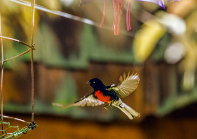 Coming In for Lunch