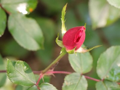 Spider found first rose bud before I did
