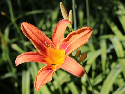 Day Lily Three