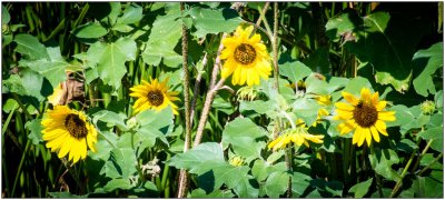 Random Yellow Flowers