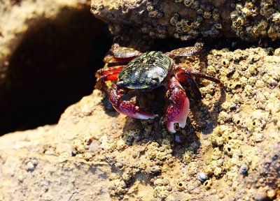 A Red Armed Crab