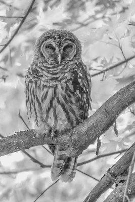2nd: Barred Owl