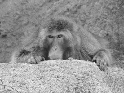 Snow Monkey