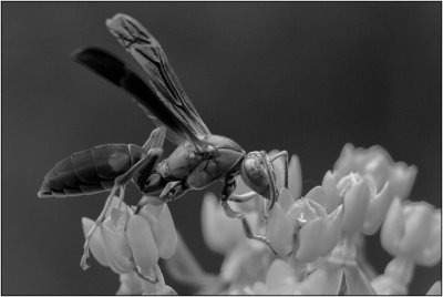 A Black and White Red Wasp