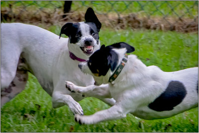 Black & White PuppiesPlaying In The Backyard