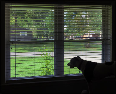 Keeping An Eye On The Neighborhood
