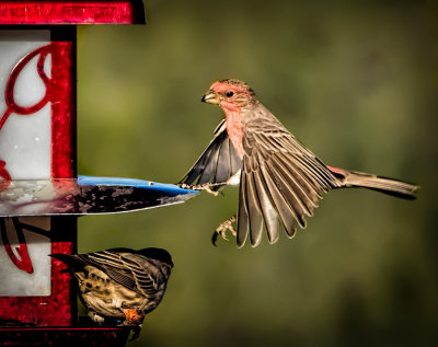 Coming in for a Landing