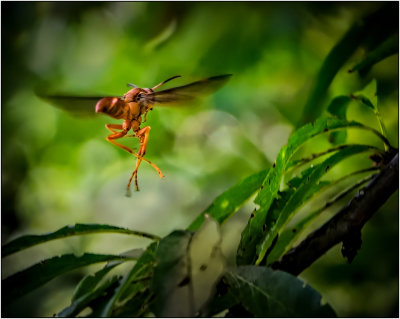 A Red Wasp In Flight