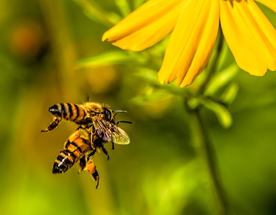 Racing to the Flower