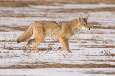 Coyote on the Hunt