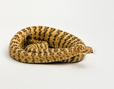 A Tiger Rattlesnake