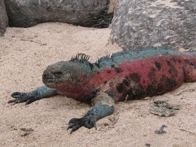 Christmas Iguana
