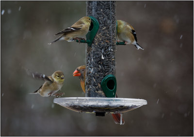 Feeding in the Falling Snow