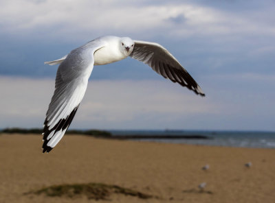 Gull Eye Contact