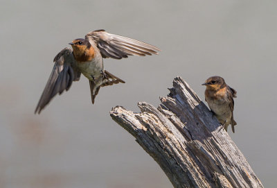 Welcome Swallows