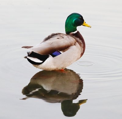 Pretty Bird (Reflected)