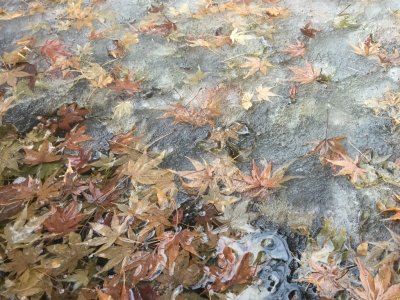 Leaves Layered in Ice II