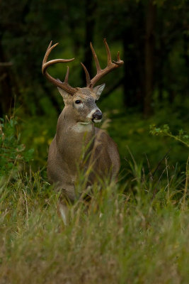 Buck in Rut