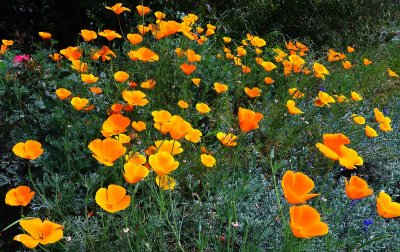 Fields of Happiness