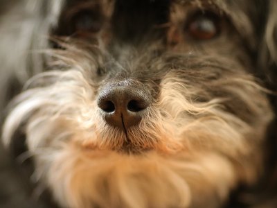 I Got Your Nose