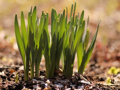 Narcissus Bokeh