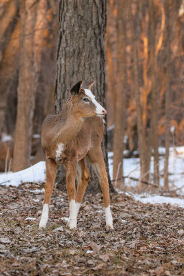 Piebald